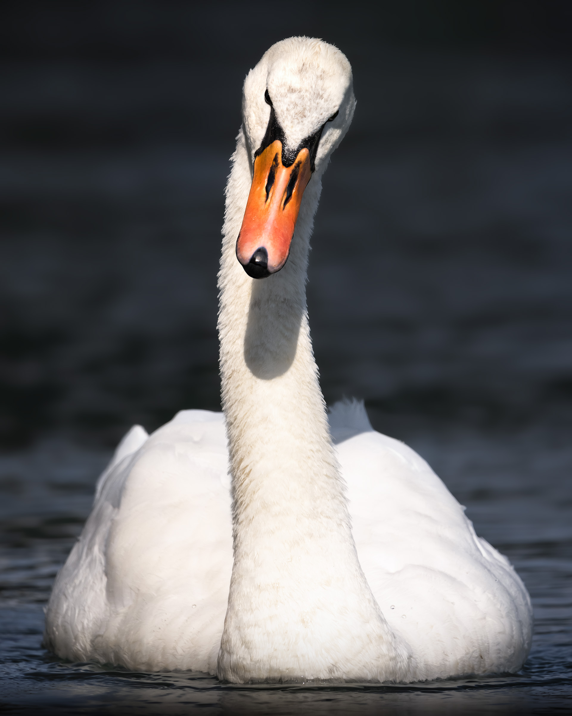 swan